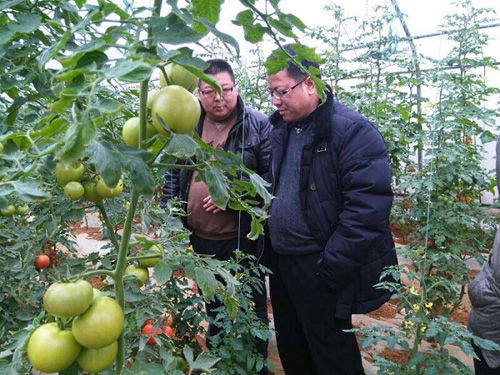 广西临桂县何新明县长到瑞克斯旺桂林育种基地参观