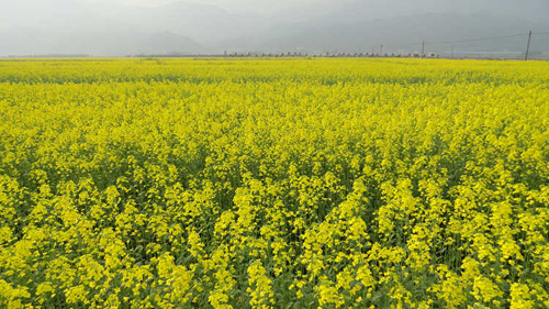 �����ڰ�����Ķ�Ͳ˻�����ʢ��2