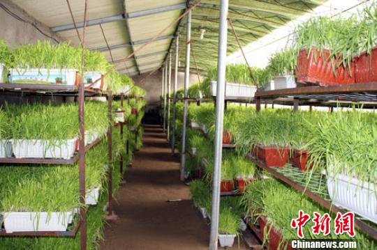 �ӱ�����3���衰�����²ˡ���������