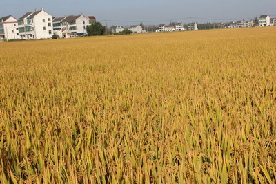 上海金山农技中心选育的水稻新品系金农香粳1267表现突出2