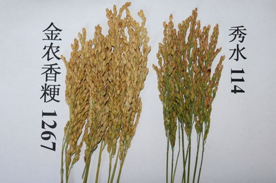 上海金山农技中心选育的水稻新品系金农香粳1267表现突出3