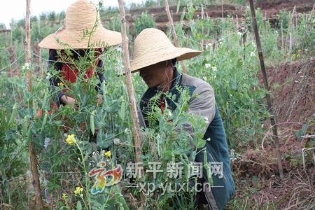 ƽعɽֵǧĶﶬ߲ɽȺƶ