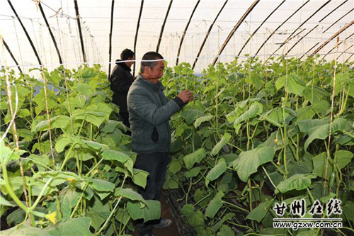 甘肃甘州梁家墩镇春季设施农业生产势头强劲
