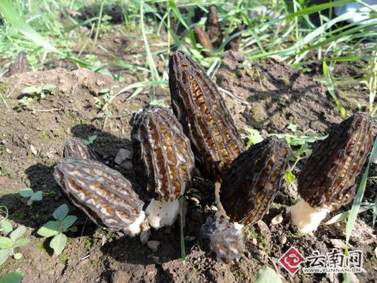 ��ƺ�غ�ش���Ǿ�ʾ����ֲ