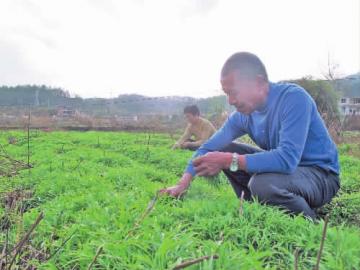 福建清流:芦蒿上市,节后正吃香