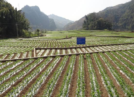 云南孟连县推广冬玉米助农增收