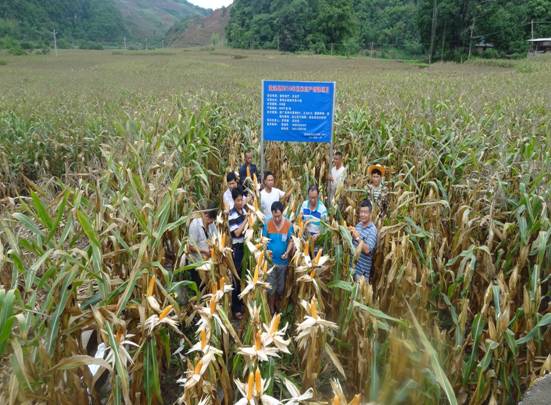 冬玉米测产现场