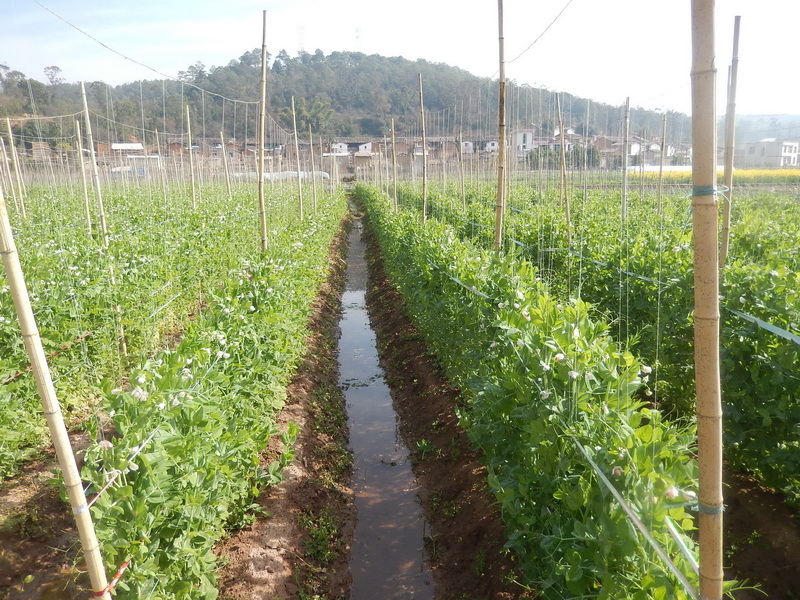 ������Ϫ�ж�ɽ��С�ֵֽ��̺����ֵڶ�����㶹�������