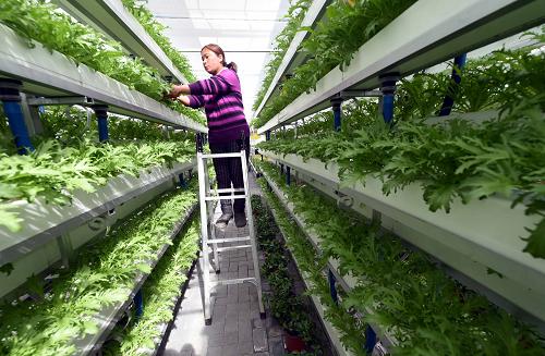 �ӱ����壺��Ʒ��ɫ�߲������ִ�ũҵ�·�չ