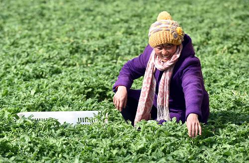 3��11�գ��ӱ�ʡ����������Ӫ����Է�����ִ�ũҵ԰��Ա���ڲ�ժ�Ӻ��������ı��ݡ�