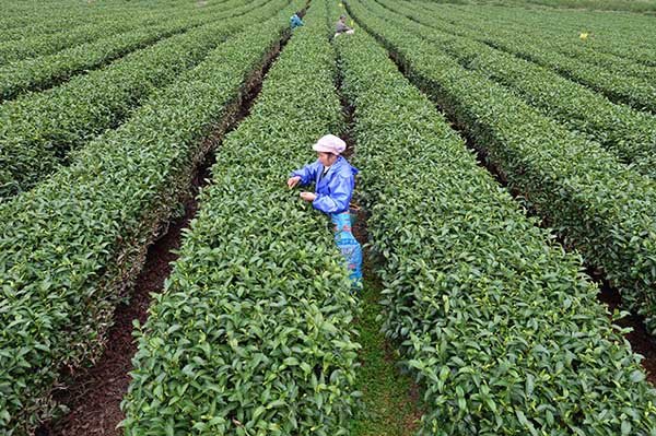 ���������ظ��ƴ������г�