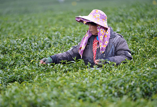 3��9�գ���ũ�������������ط���ũ����ժ���衣