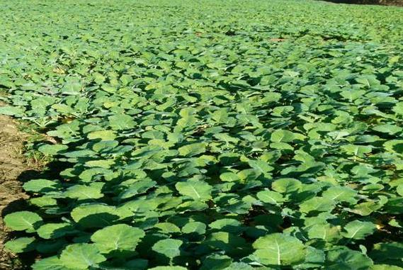 ���Ͻ�������ֲ���Ͳ˷�������