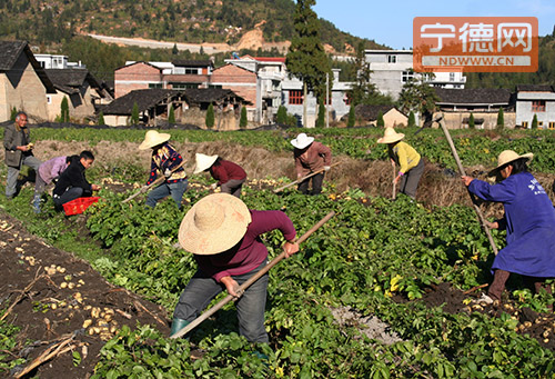 溪坪村马铃薯喜获丰收