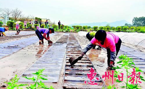 �㶫�����н��꽫�ƹ�460��ũ��������Ʒ��