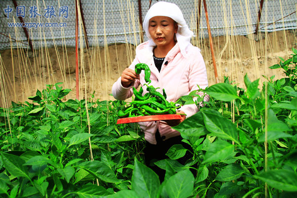 ������Ҵ����ɽ�������ֳ�������������3