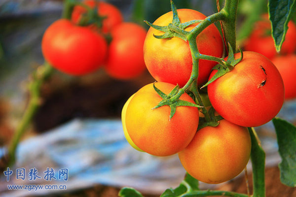 ������Ҵ����ɽ�������ֳ�������������4