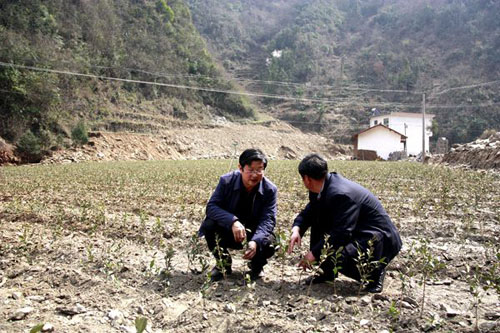 򰲣Ҷרҵ绤򰲲Ҷҵؿũ¸·