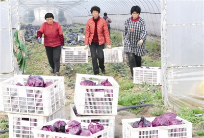 江苏海门市大棚设施面积11万亩