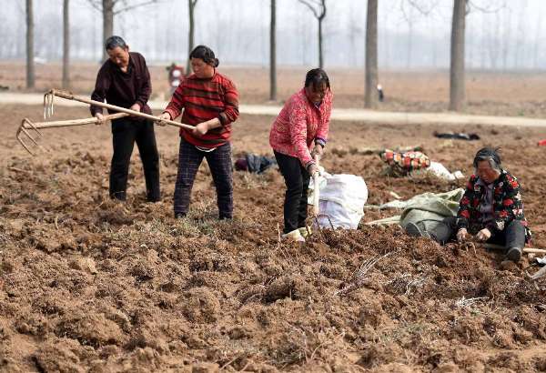 313գڰʡ۳¸ҩֲҩũջҩϵΡ