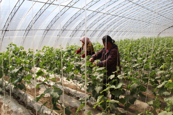 �ӱ�Χ����ũ��ϲ�շ����߲�