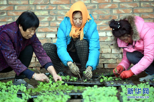 �ӱ���ӣ����ָ߶��߲˴���ũ���¸�