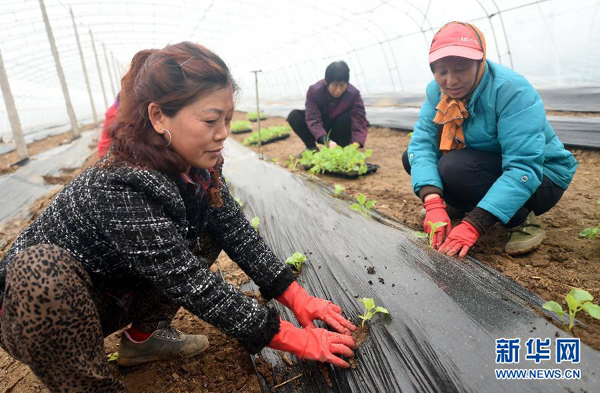 3��16�գ��ӱ�ʡ�����ɣ����԰�߲˲���������Ա����������Ʒ����������ϡ�