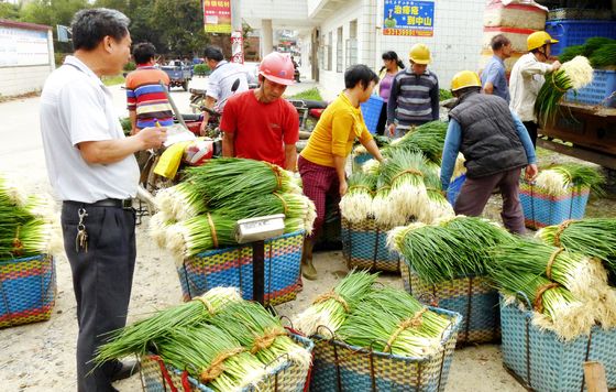 广东茂名电白区羊角大同香葱香飘千里 村民种葱走上致富路
