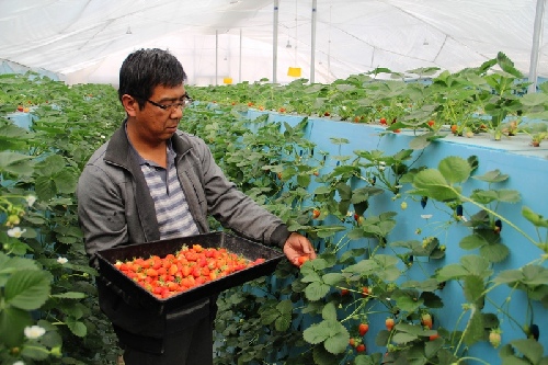 ����������������ֲ�л���ݮ��������