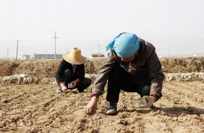 ���������أ����ʰٺϡ�����ҩ�ġ�������ƹ���ֲ