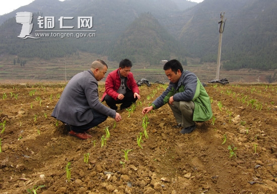 贵州江口:干群连心“闹春耕”2