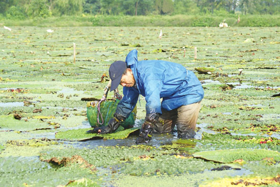 江苏苏州:芡实消费量激增 种植户忙着找地扩种