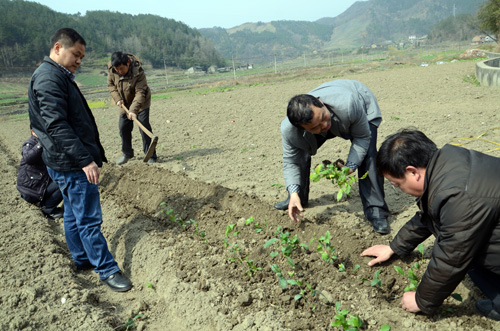 湖北竹山县:竹坪乡新建无性系茶叶基地开始栽植