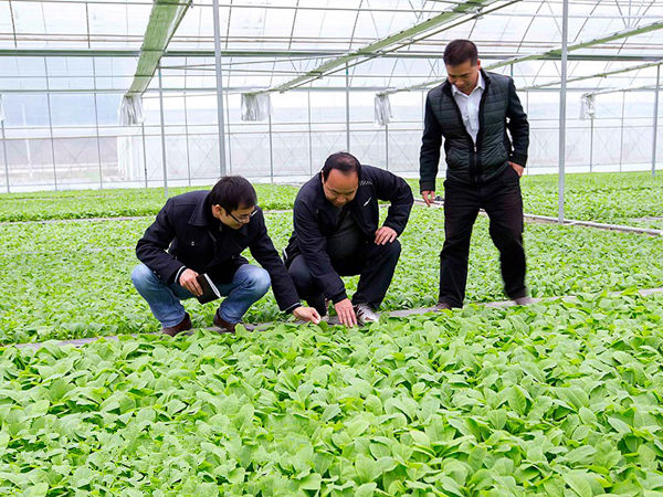 广西凌云县开启新一年的黄金叶致富梦