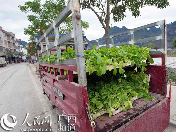 图为群众在运送烟苗