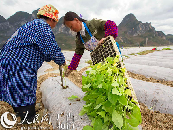 图为群众在忙于种烟