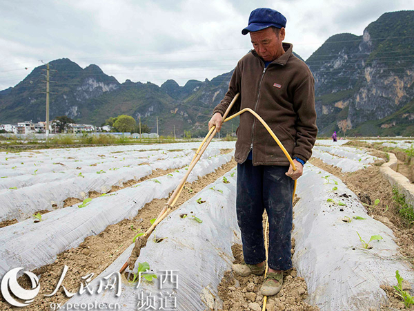 图为群众在给烟苗浇水