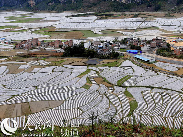 图为美丽的烟田