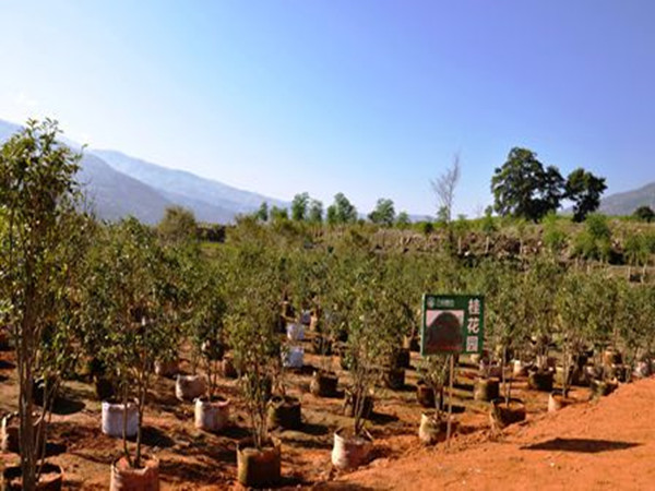 ����������͡��������ľׯ԰��ũ����