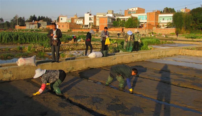 云南曲靖市农科院水稻育种专家到陆良县指导育秧工作