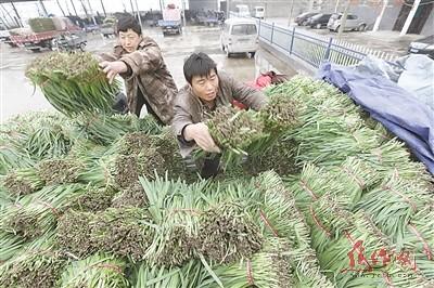 河南焦作:万亩韭菜香飘远