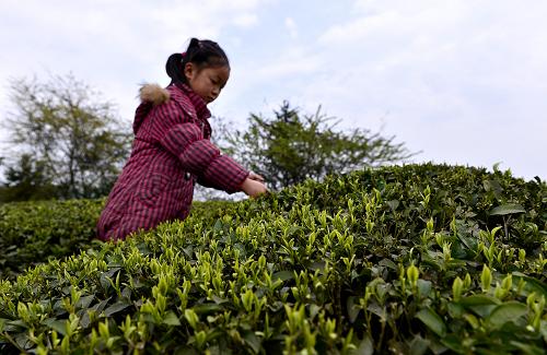 3ÔÂ22ÈÕ£¬ºþ±±Ê¡¶÷Ê©ÊÐÐû¶÷ÏØÎé¼Ǫ̀´å7ËêÅ®º¢ÑæÂÀûÓÃÖÜĩʱ¼äÔÚ²èÔ°°ï׿ÒÈ˲ɲè