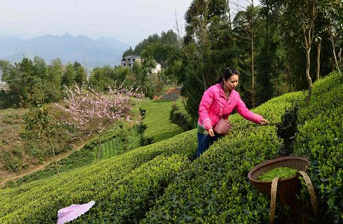 3ÔÂ22ÈÕ£¬ºþ±±Ê¡¶÷Ê©ÊаŽ¶¶±×åÏçµÄ²èũФº£±õÔÚ²èÔ°²ÉÕª´º²è