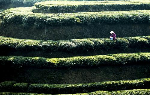 3ÔÂ22ÈÕ£¬ºþ±±Ê¡Ò˲ýÊÐïö¹éÏØÃ©ÆºÕò³¤ÁÖ´å´åÃñÔÚ²èÔ°²Éժвè