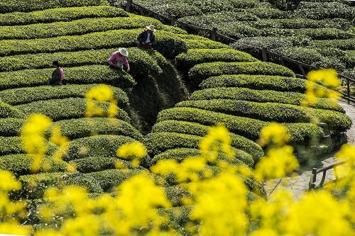 3ÔÂ21ÈÕ£¬ºþ±±Ê¡Ò˲ýÊÐïö¹éÏØÃ©ÆºÕòËÉÊ÷Ûê´å´åÃñÔÚ²èÔ°²Éժвè