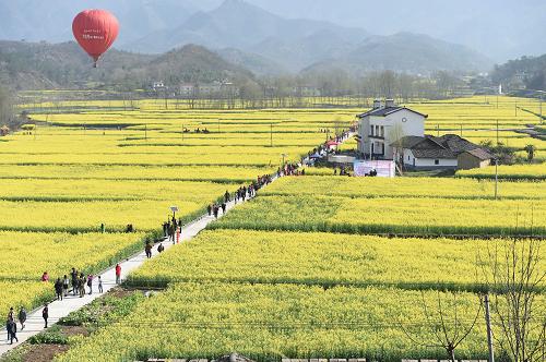 湖北宜昌:油菜花开迎客来