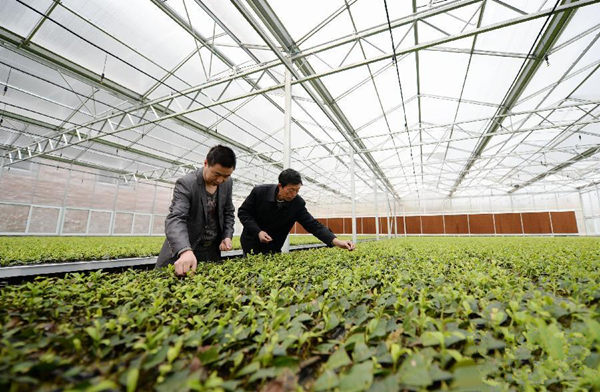 陕西:春耕茶苗温室造