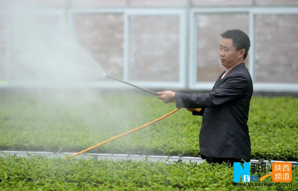 3月22日,技术人员在紫阳县盘龙绿茶茶苗培育温室里为茶苗喷洒营养液。