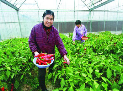 ����ͭ�꣺��ʱ��ժ����Ӧ