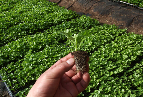 北京延庆育苗场20万株芹菜苗即将出圃